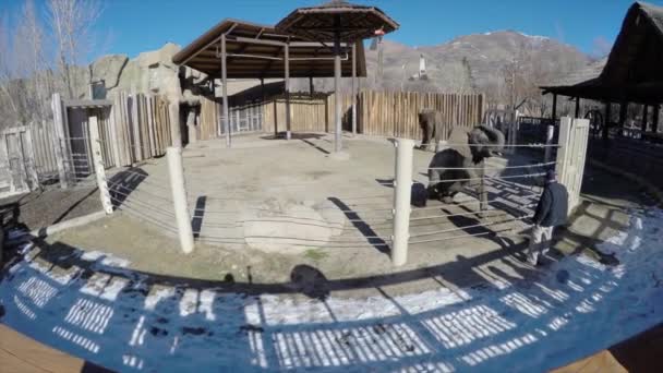 Antrenor de elefanți la grădina zoologică făcând trucuri — Videoclip de stoc