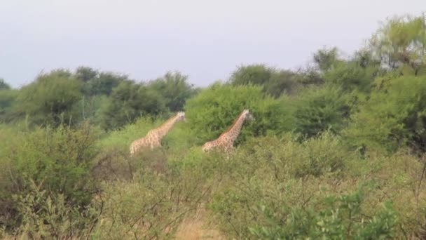 Girafes africaines dans les arbres — Video