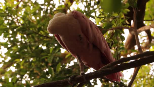 Belo flamingo rosa — Vídeo de Stock