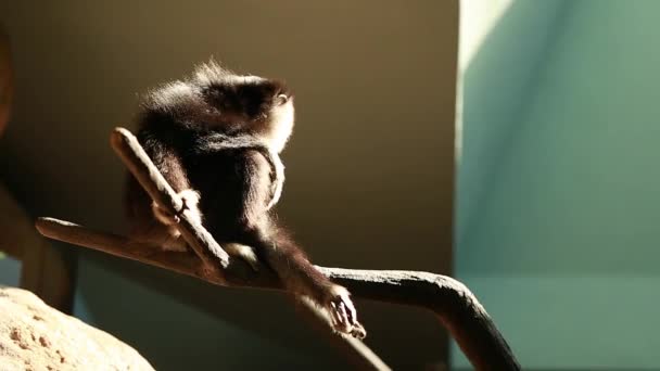 Monos en cautiverio en el zoológico — Vídeo de stock