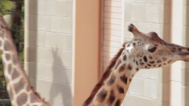 Afrikanische Giraffen im Zoo — Stockvideo