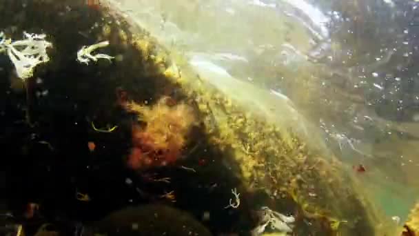 海の底で浮遊植生 — ストック動画
