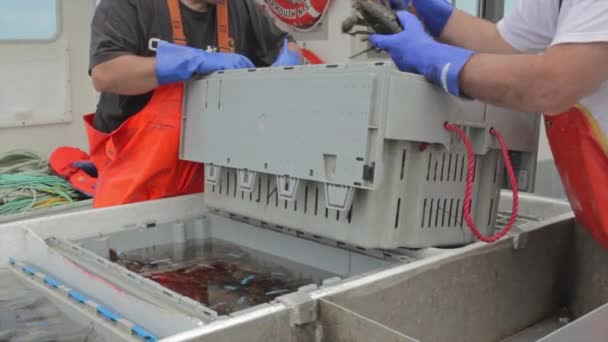 Pescadores a contar lagostas — Vídeo de Stock