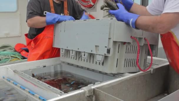 Fishermen counting lobsters — Stock Video