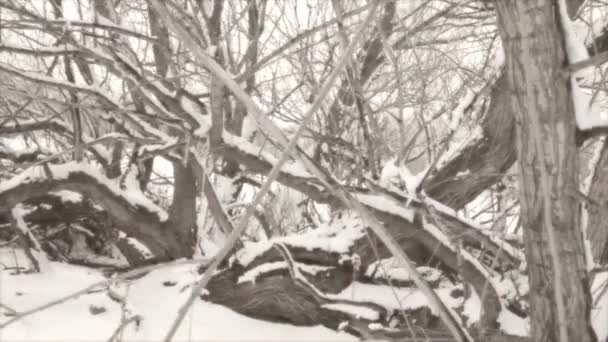 Rope swing in a group of trees — Stock Video