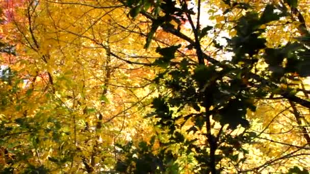 Bunte Herbstblätter — Stockvideo