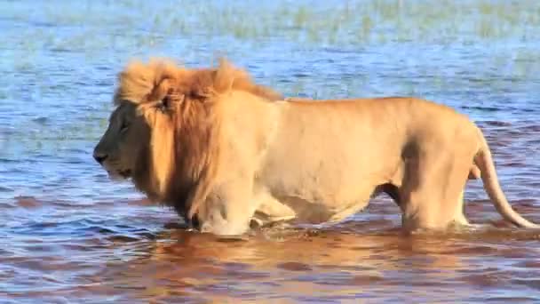 León caminando por el agua — Vídeo de stock