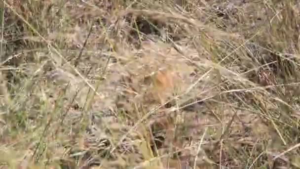 Lion ourson marchant dans l'herbe — Video