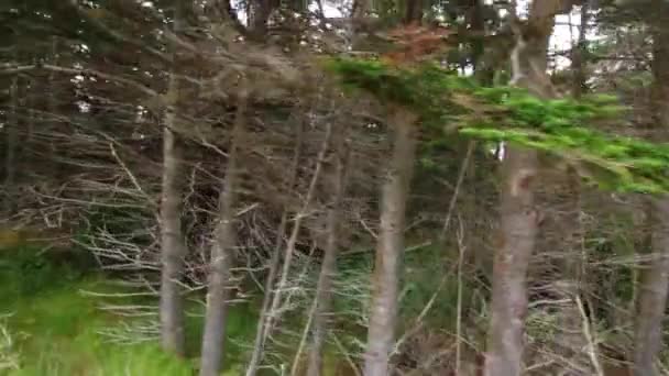 Moving through  pine trees — Stock Video