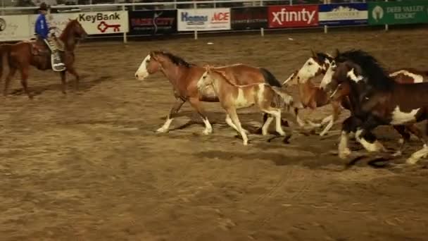 Caballos corriendo por la arena — Vídeos de Stock