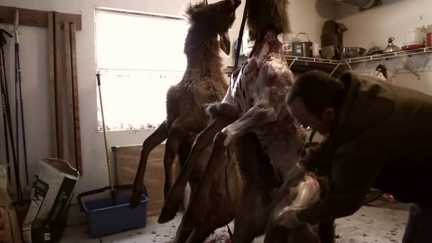 Hunter skins elk for meat — Stock Video