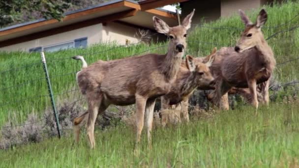 Herd of deer walking — Stock Video