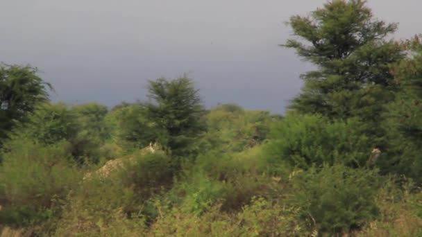 Africké žirafy v korunách stromů — Stock video