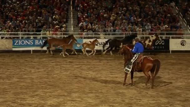 Pferde laufen in der Arena herum — Stockvideo