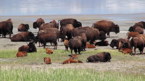Stora hjordar av bufflar — Stockvideo