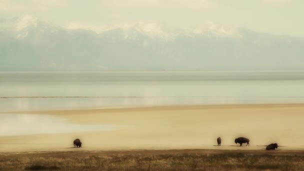 Buffalo em um ambiente deserto — Vídeo de Stock