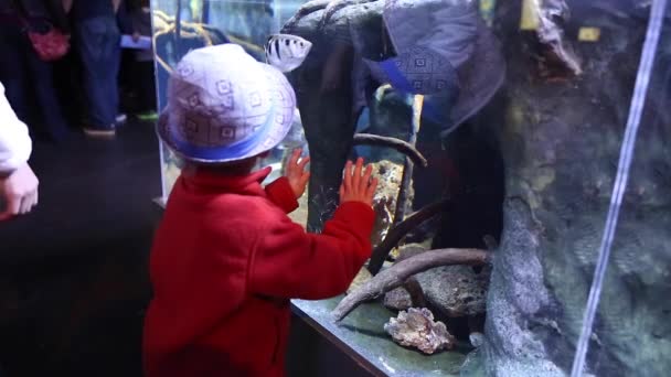 Маленький хлопчик вказує на рибу — стокове відео