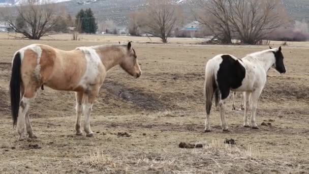 Chevaux broutant dans le pâturage — Video