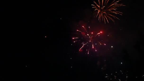 Great firework at night — Stock Video
