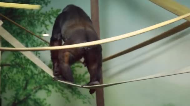 Gorila jugando en el zoológico — Vídeo de stock