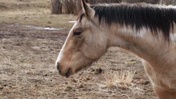 Caballo pastando en el pasto — Vídeos de Stock