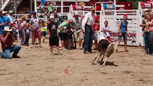 Kid riding sheep — Stock Video