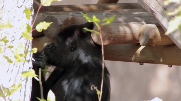 Gorila jugando en el zoológico — Vídeo de stock