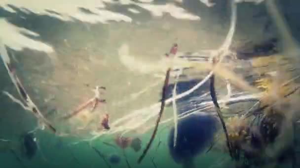Meduza pływające w Oceanie — Wideo stockowe