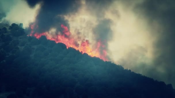 Raging wildfire burning — Stock Video