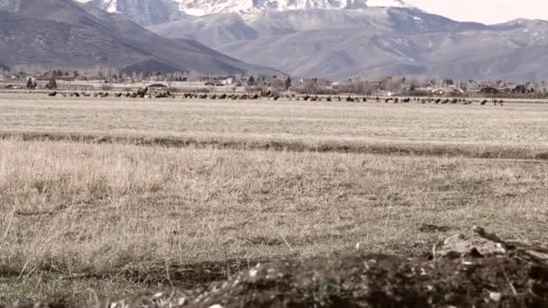 Large herd of elks — Stock Video