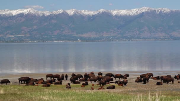 Lago de montaña de búfalo — Vídeos de Stock