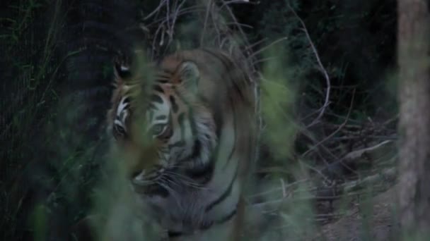 Large siberian tiger — Stock Footage Large siberian tiger Stock Footage