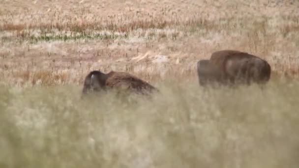 Dos búfalos grandes — Vídeo de stock