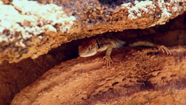 Lagarto bajo roca — Vídeo de stock