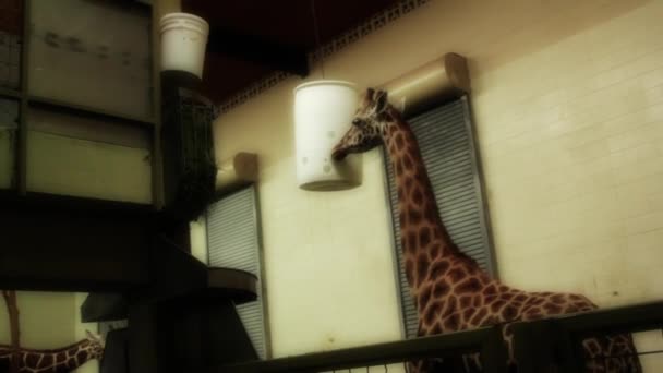 Afrikai zsiráf az állatkertben — Stock videók