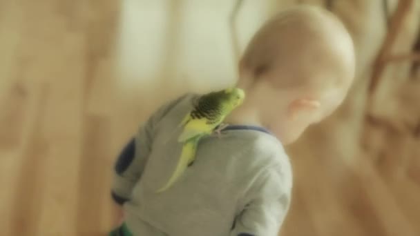 Boy bermain dengan burung beo nya — Stok Video