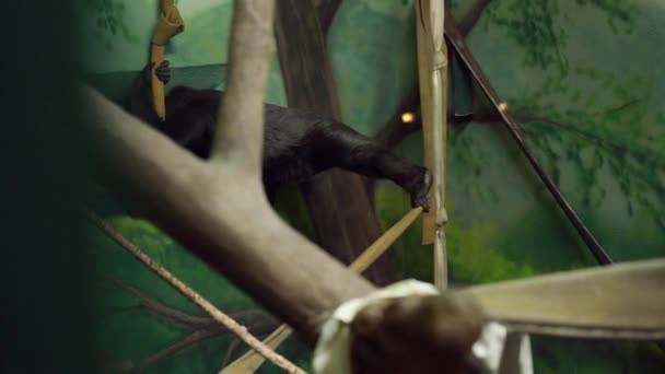 Gorila jugando en el zoológico — Vídeos de Stock