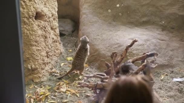 Boy kijken een meerkat — Stockvideo