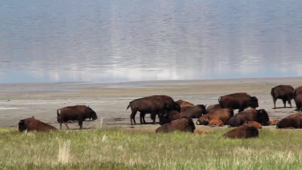 Grande manada de búfalos — Vídeo de Stock