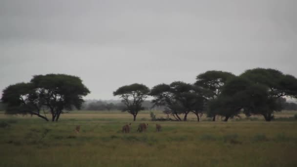 Leones caminando por el camino — Vídeos de Stock