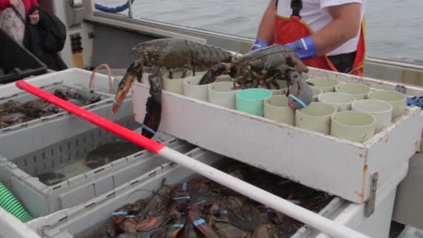 Рыбаки-лобстеры надевают ленты на омаров — стоковое видео