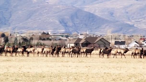 Large herd of elks — Stock Video