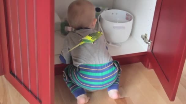 Boy playing with his parrot — Stock Video