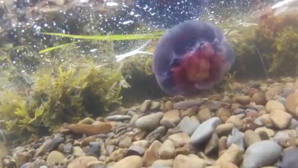 Medusas flotando en el océano — Vídeo de stock