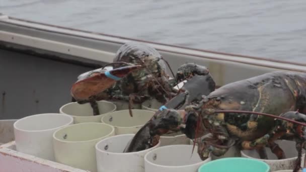 Pescadores comerciales que pescan langosta — Vídeos de Stock