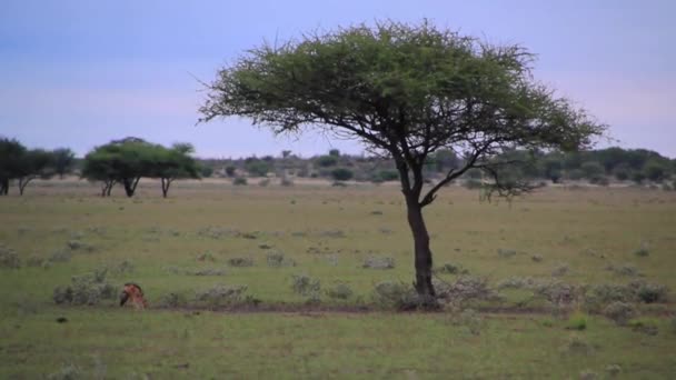 Schakal spielt auf einem Feld — Stockvideo