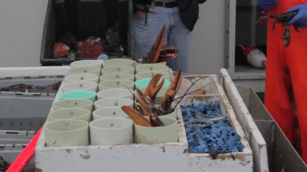 Langostas en un barco de pesca — Vídeos de Stock