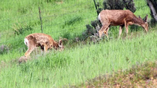 Herd of deer walking — Stock Video