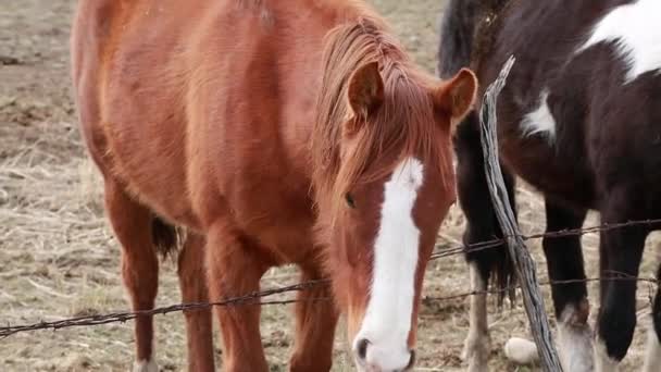 Caballos en el pasto en el campo — Vídeo de stock