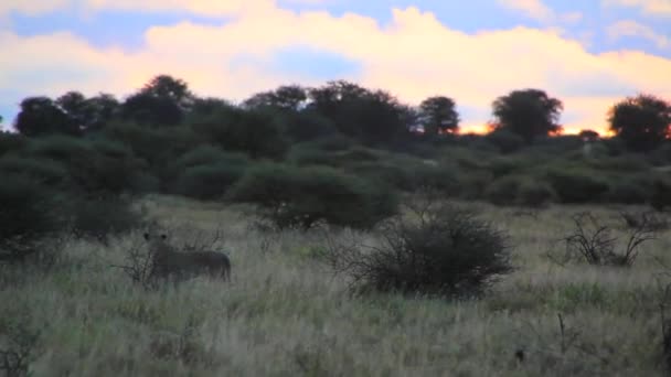 Lion staande in veld — Stockvideo